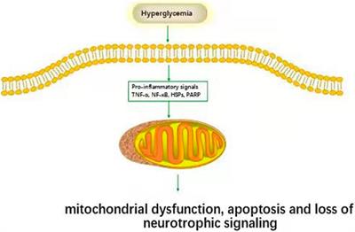 Advances About Immunoinflammatory Pathogenesis and Treatment in Diabetic Peripheral Neuropathy